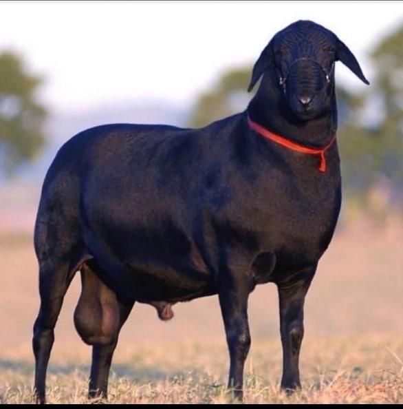 40راس دام زنده|حیوانات مزرعه|قزوین, |دیوار