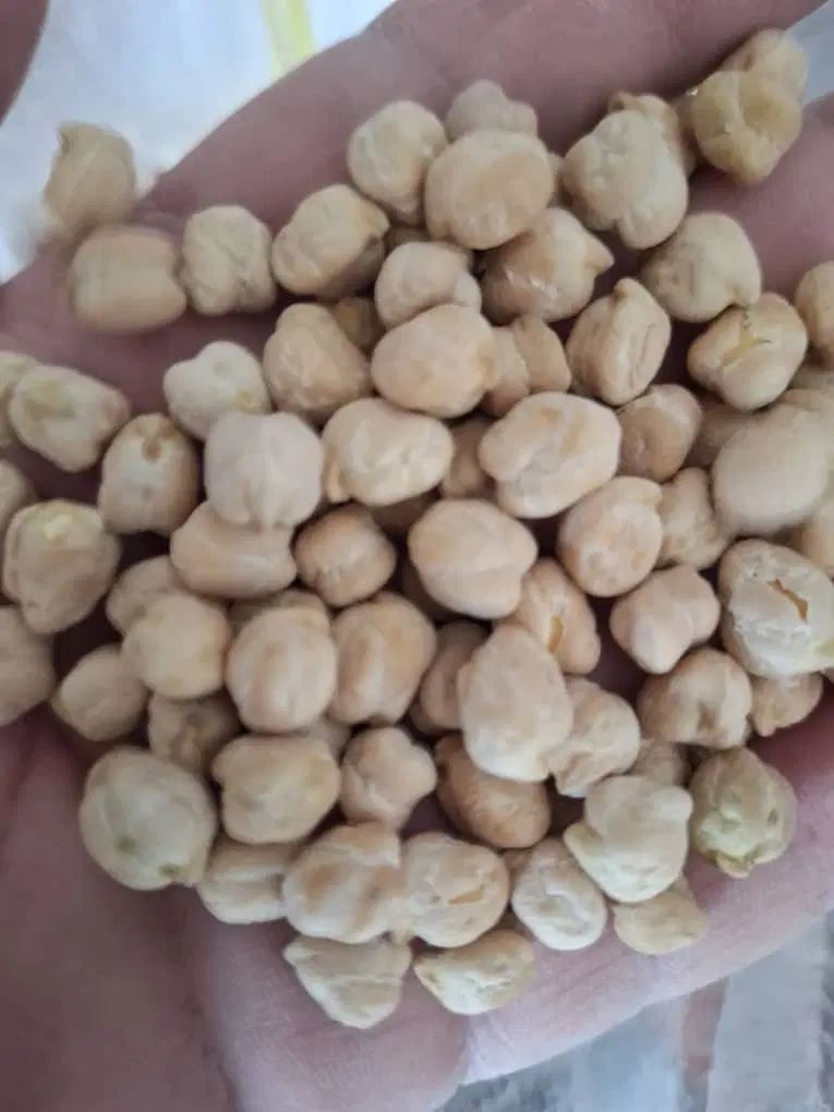 نخودکرمانشاه بودجاری شده درشت وخوش پخت|خوردنی و آشامیدنی|اصفهان, خواجو|دیوار