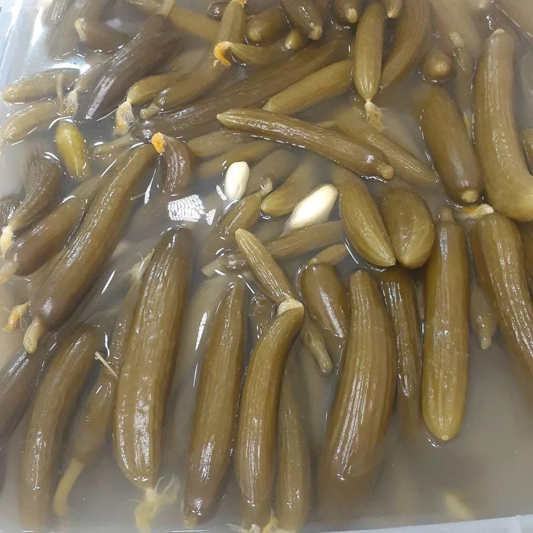 سبزی خردکنی ریحون|خوردنی و آشامیدنی|قدس, شهرقدس|دیوار