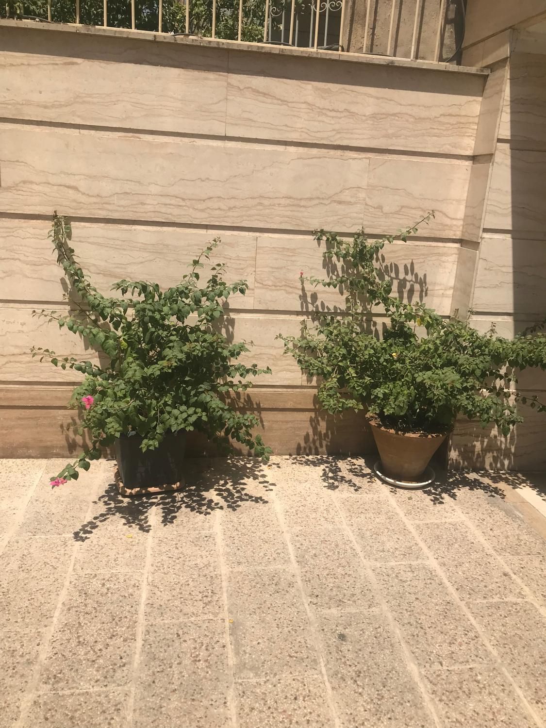 دوعدد درختچه بنسای گل طبیعی کاغذی خیلی بزرگ|گل و گیاه طبیعی|تهران, ستارخان|دیوار