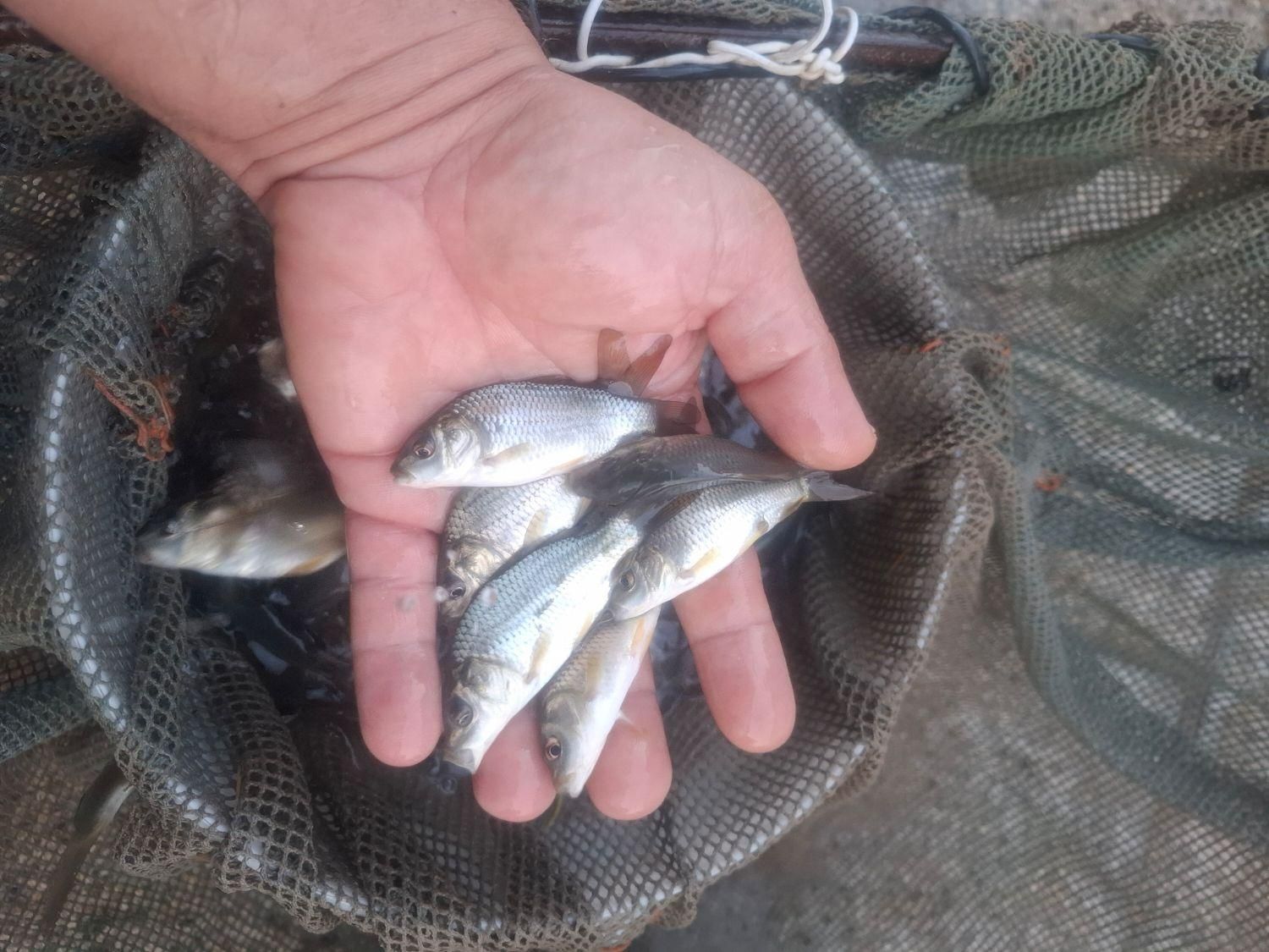 کپور اوزون فیتوفاک اموروبیگهد|ماهی|گرمسار, |دیوار