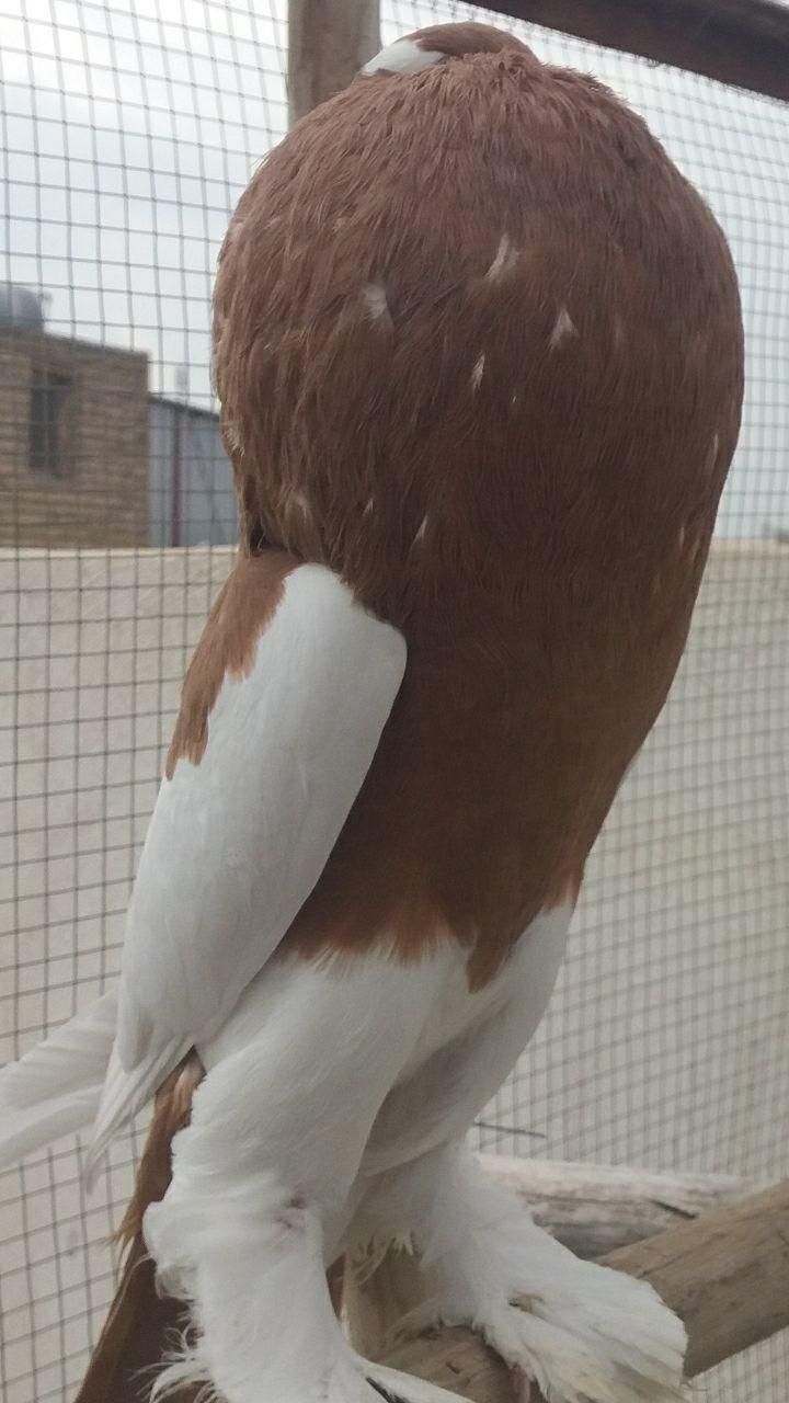 بادکنکی ماهرو|پرنده|اصفهان, ارغوانیه|دیوار