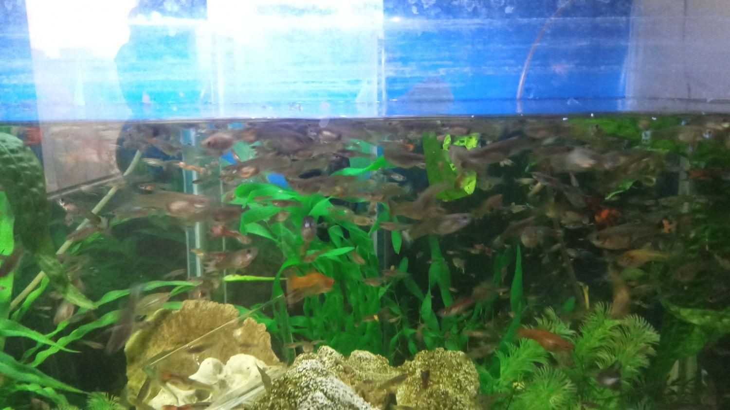 گوپی سنگاپوری مولد و بالغ|ماهی|تهران, چهارصد دستگاه|دیوار