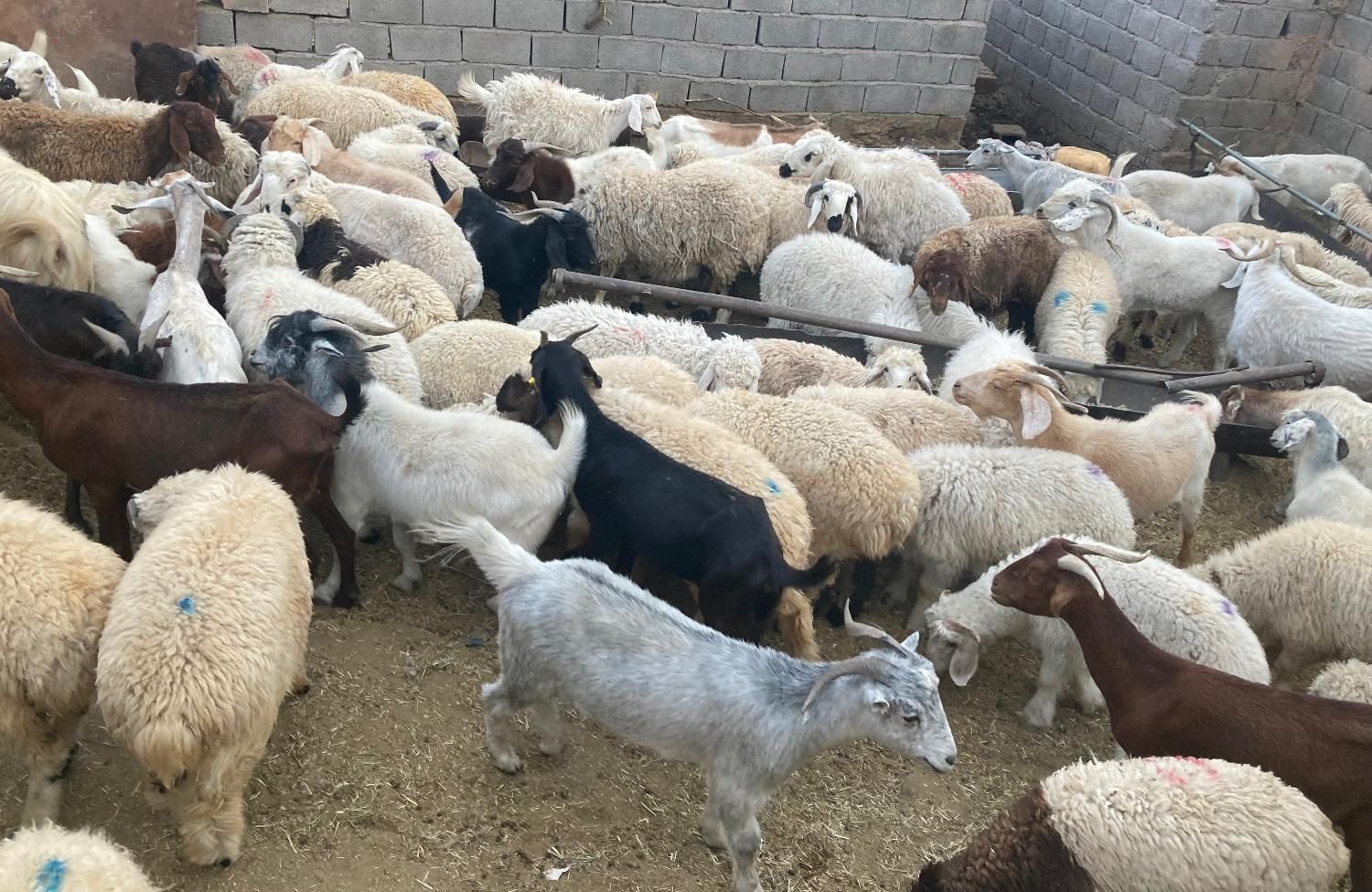 انواع گوسفند محلی چاق ( دام زنده ) + قصاب|حیوانات مزرعه|کرمان, |دیوار