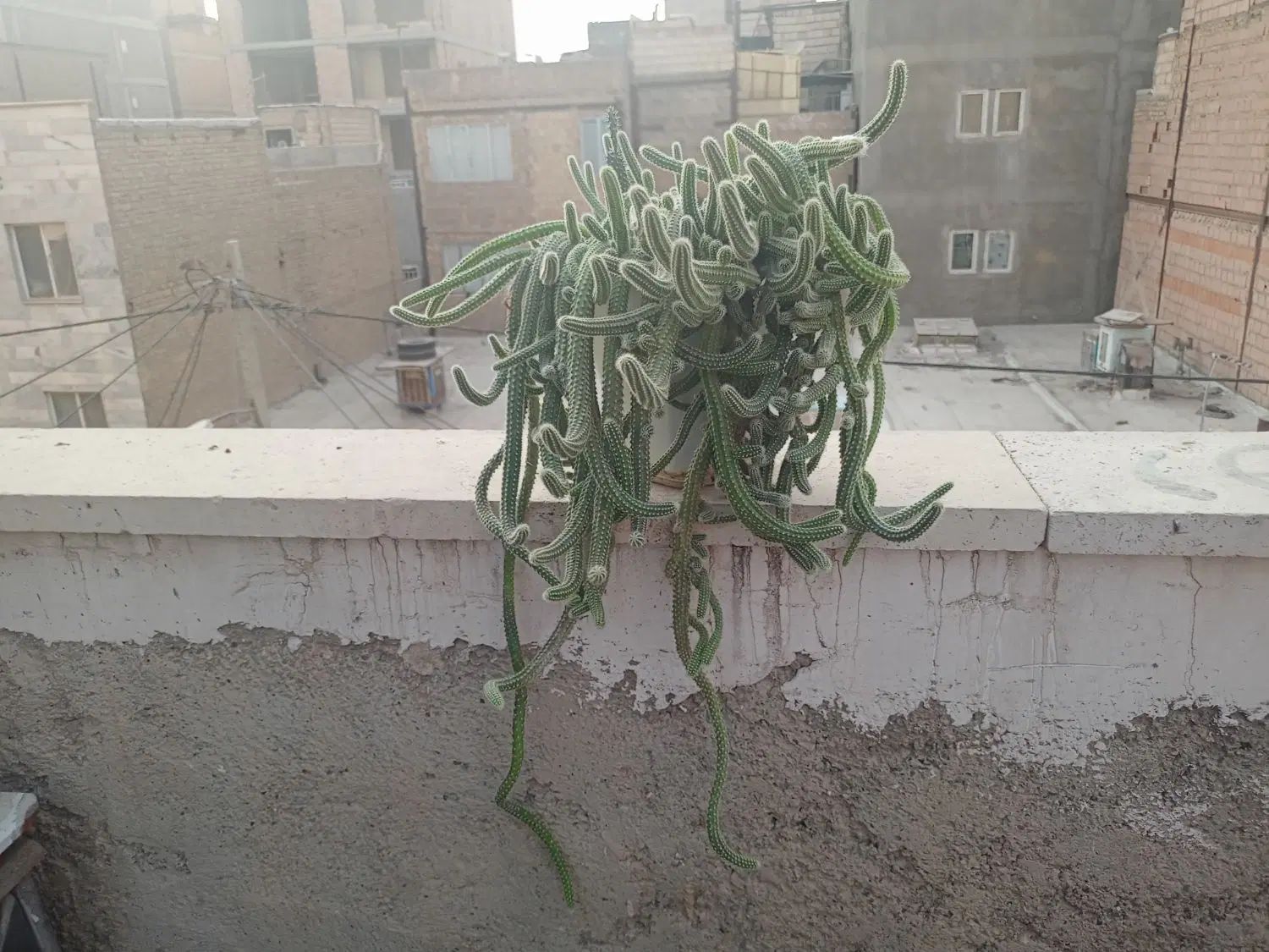 کاکتوس ماری|گل و گیاه طبیعی|تهران, بهارستان|دیوار