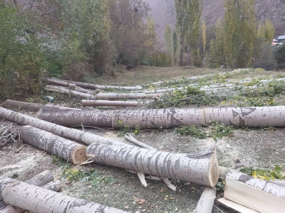 خرید چوب خریدار چوب کیلویی ۷۰۰۰|خدمات باغبانی و درختکاری|ساوه, |دیوار