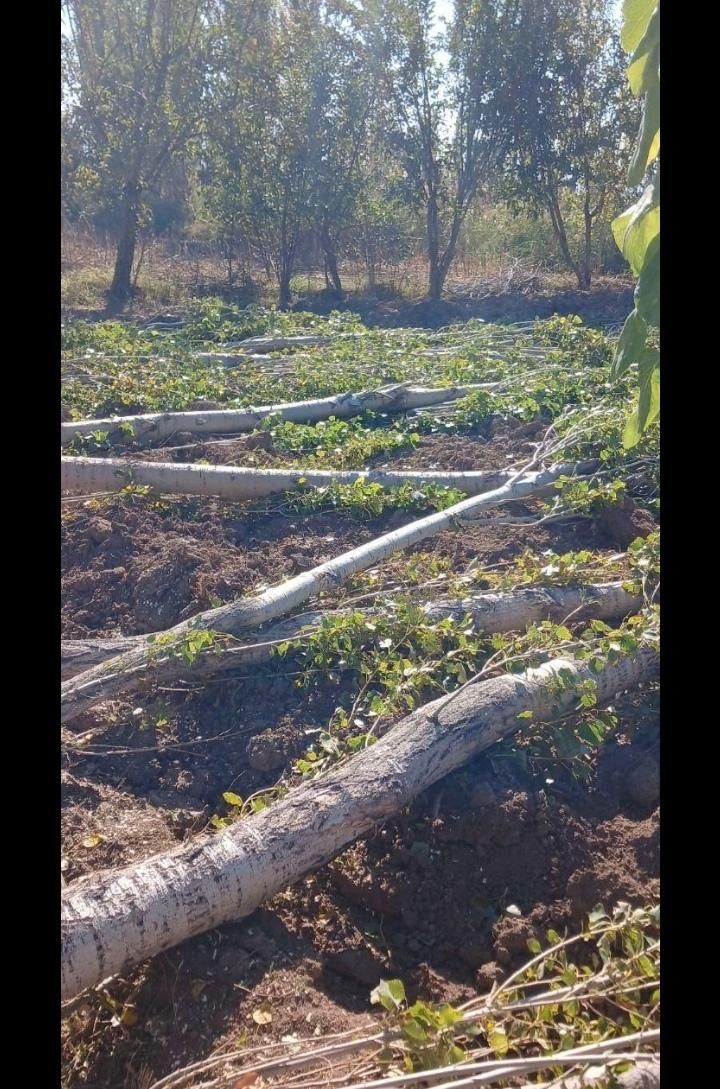 خرید انواع چوب باغی و ساختمانی|خدمات باغبانی و درختکاری|علی‌آباد کتول, |دیوار