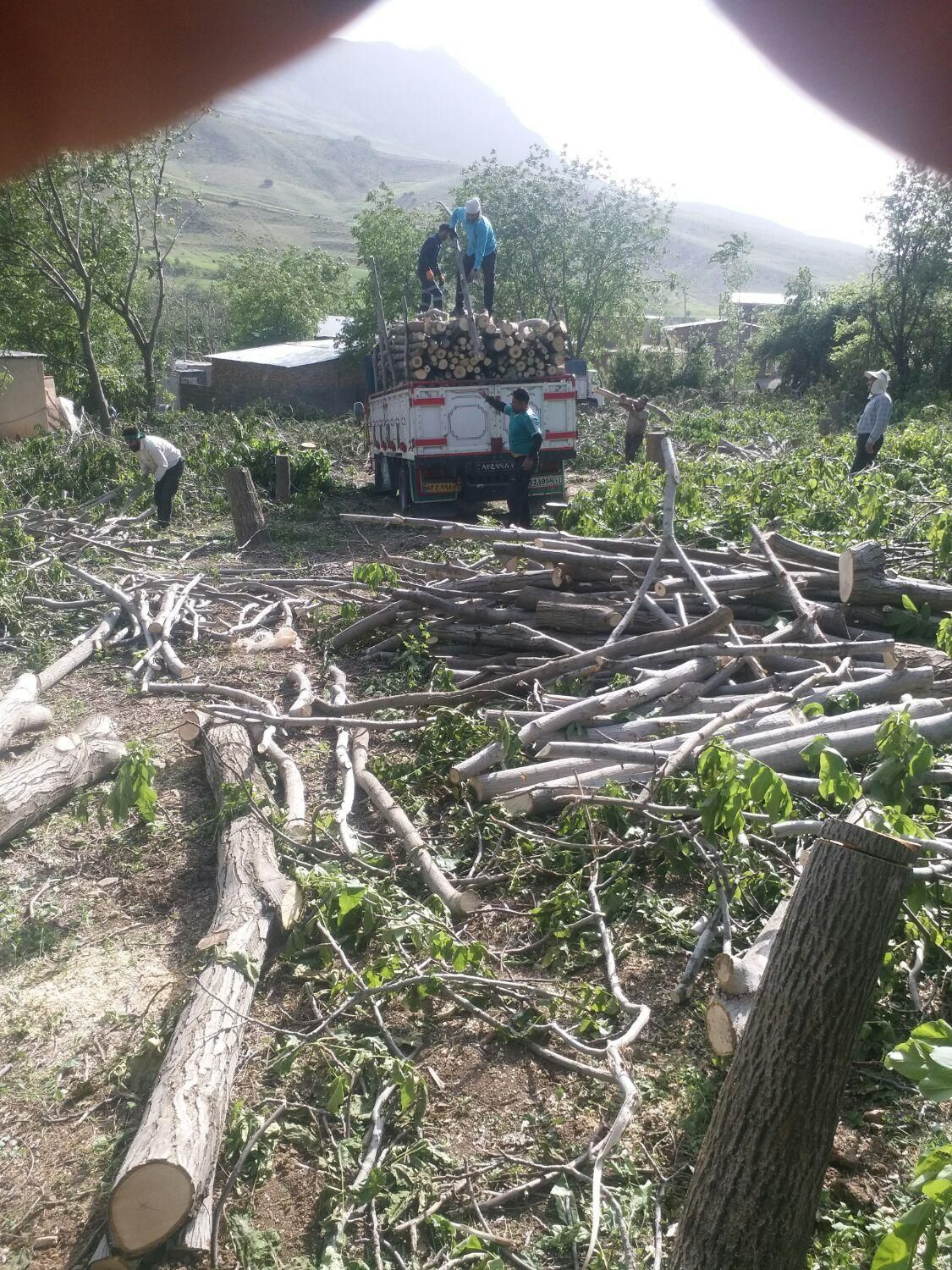 خریدارچوب درخت|خدمات باغبانی و درختکاری|خرمآباد, |دیوار