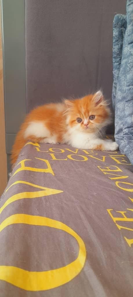 مجموعه بچه گربه های گلد|گربه|رشت, آزادگان|دیوار