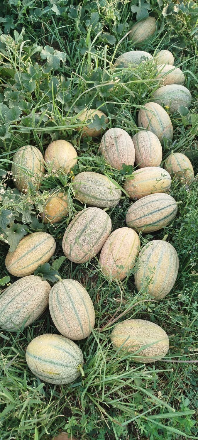 مزرعه ی خربزه جانا|عمده‌فروشی|اردبیل, |دیوار