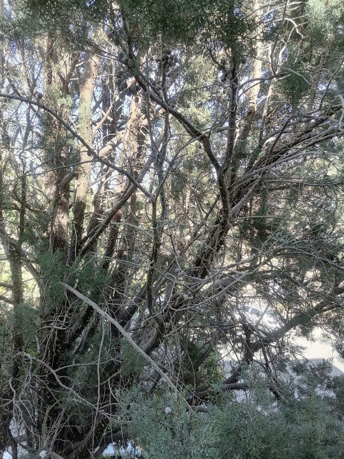 هوایی ۹۲ متری در شهرک ابوذر|فروش زمین و ملک کلنگی|مشهد, شهرک ابوذر|دیوار