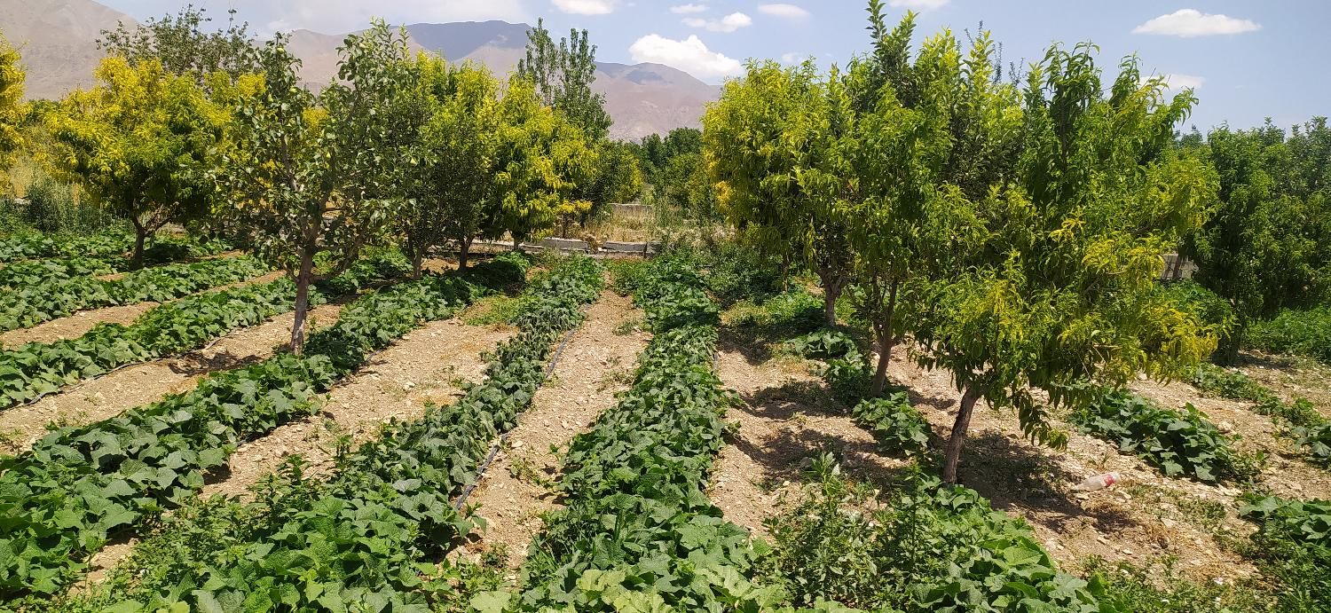 زمین زراعی و باغ|فروش زمین و ملک کلنگی|تهران, صفا|دیوار
