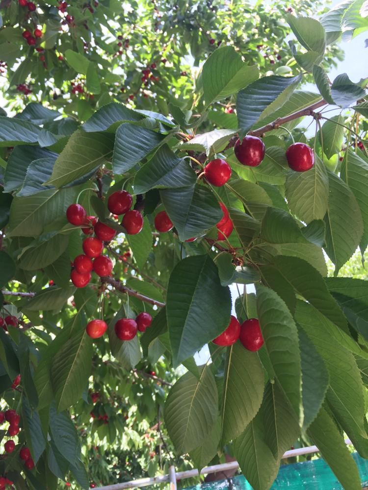 اجاره  سویت ویلا باغ  با حیاط سر سبز|اجارهٔ کوتاه‌مدت آپارتمان و سوئیت|لواسان, |دیوار