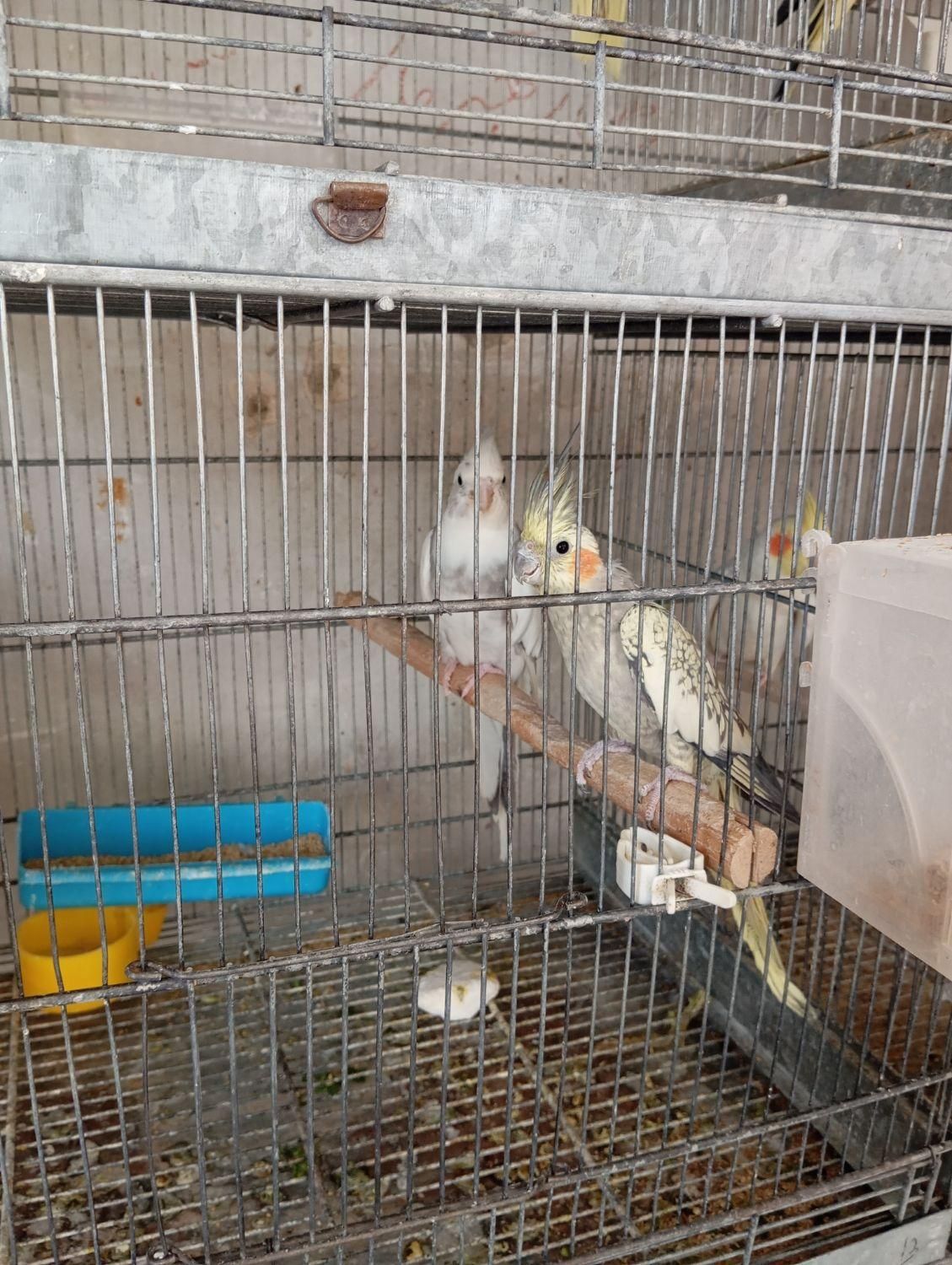 فروش عروس هلندی مولد کارداده|پرنده|ملارد, |دیوار