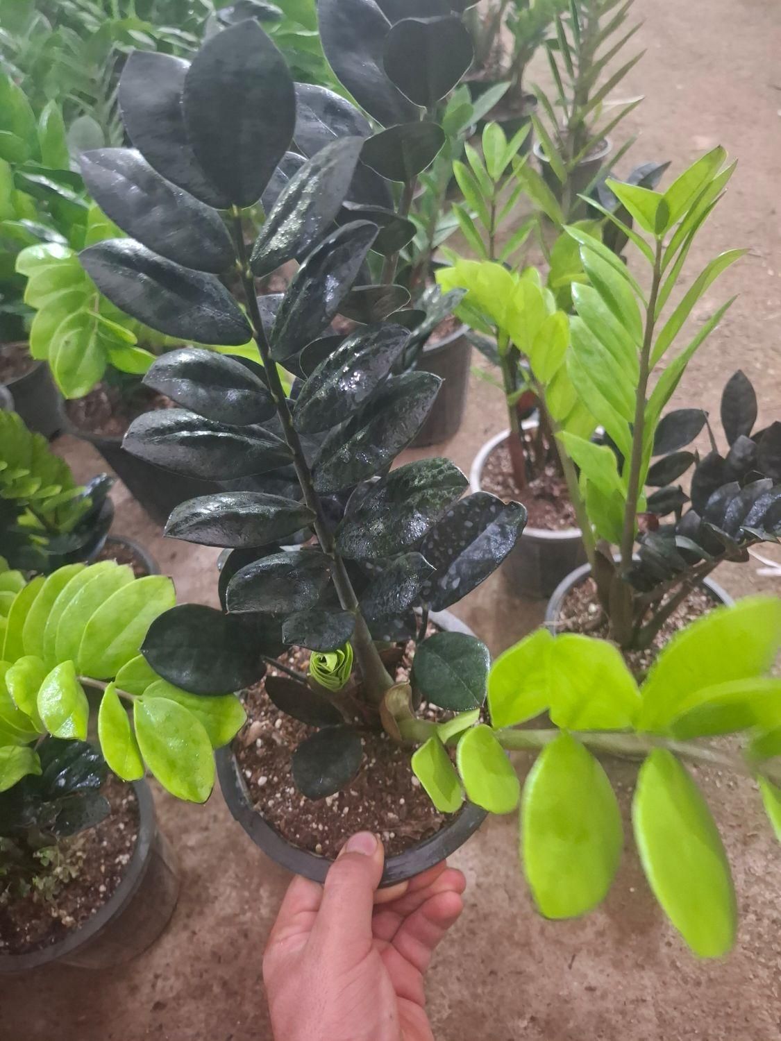 گل آپارتمانی زاموفولیا سوپر بلک سیاه|گل و گیاه طبیعی|شیراز, نصرآباد|دیوار