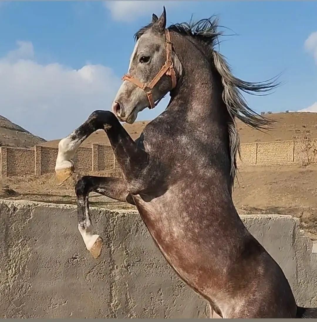 اسب و پانسیون|اسب و تجهیزات اسب‌سواری|کرج, باغستان|دیوار