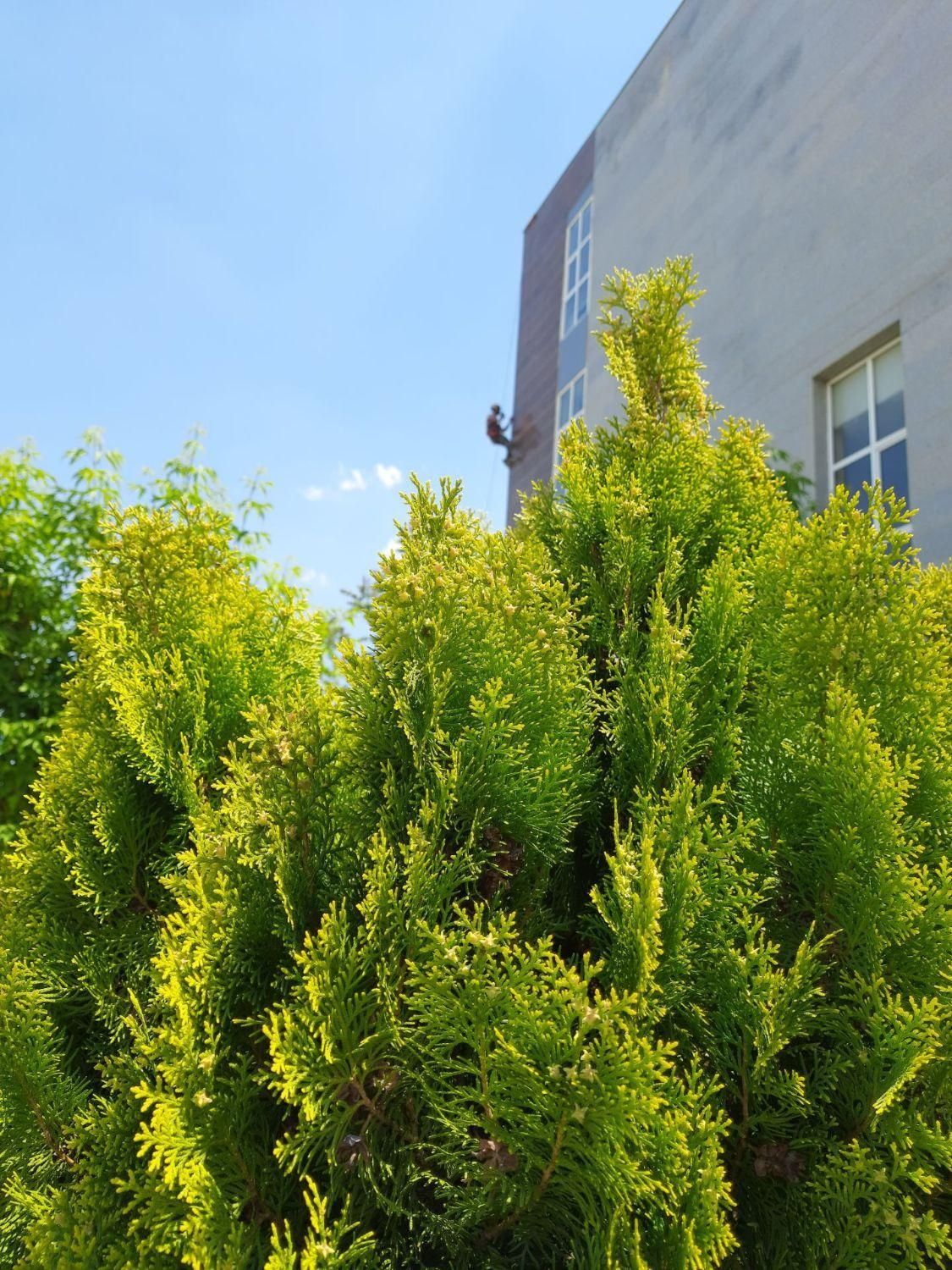 کار در ارتفاع به روش کار تخصصی با طناب|خدمات پیشه و مهارت|تبریز, |دیوار