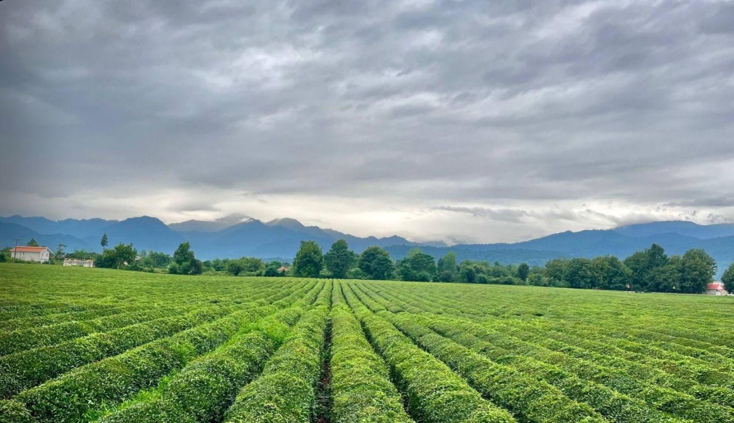 پشتیر ماکلوان ندامان مناره بازار چمن مبین بالو|فروش زمین و ملک کلنگی|صومعه‌سرا, |دیوار
