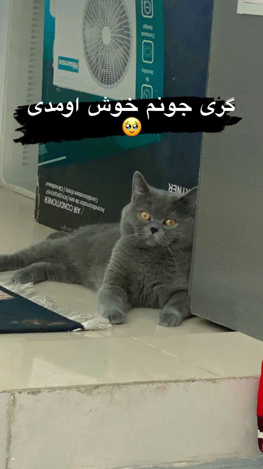 گربه اسکاتیش به همراه باکس ،غذا،خاک،شناسنامه|گربه|آمل, |دیوار