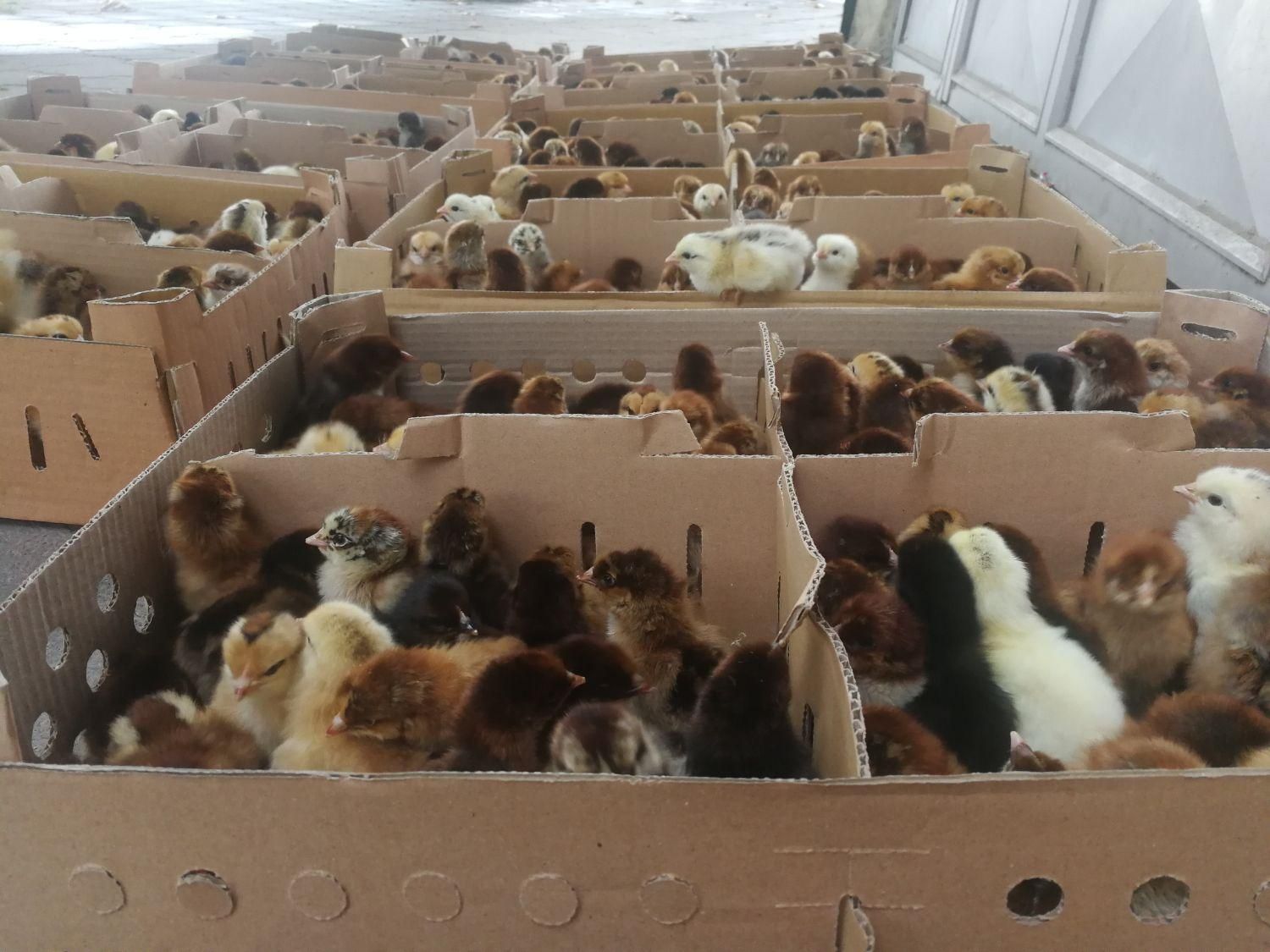 جوجه محلی گلپایگان|حیوانات مزرعه|لاهیجان, کوی خزر|دیوار