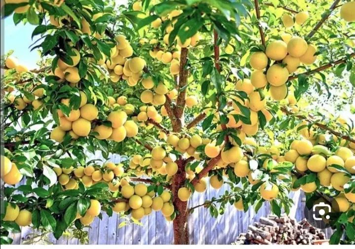چند نفر کارگر دارم برای آلوو پیاز زعفران|خدمات باغبانی و درختکاری|نیشابور, کشتارگاه|دیوار