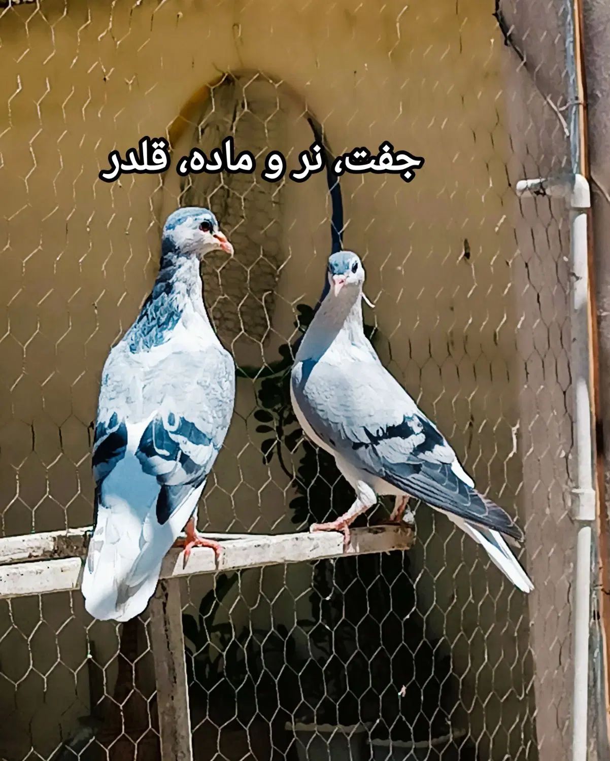 کفتر ساده امری افغانی|پرنده|مشهد, سعد آباد|دیوار