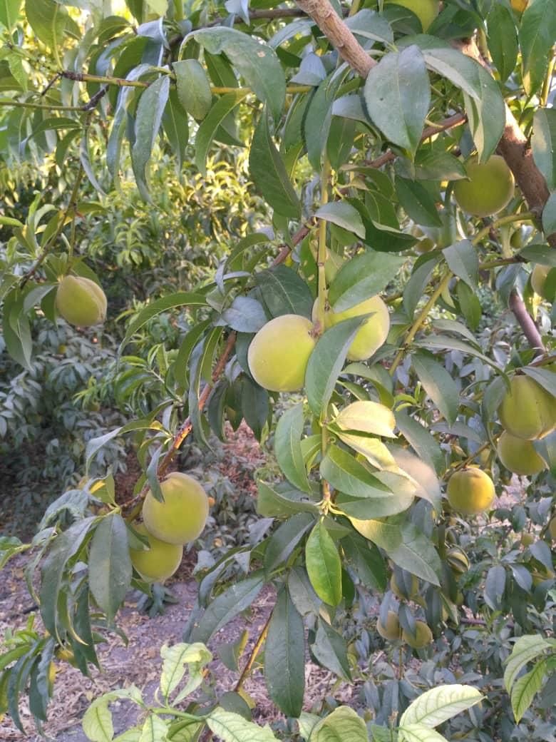 باغ ۱۰۰۰ متری فاروق دیوارکشی شده|فروش خانه و ویلا|سیدان, |دیوار