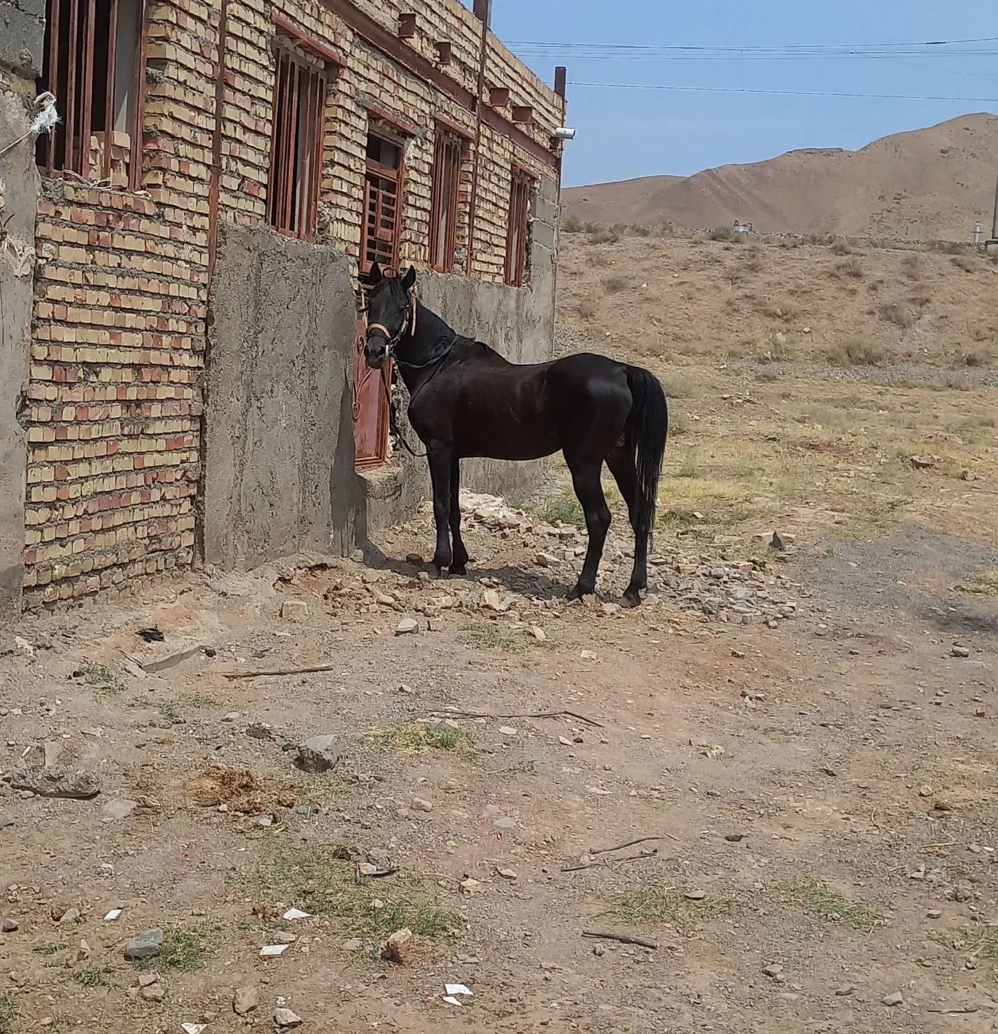 اسب نریان سیاه مشکی واکسی|اسب و تجهیزات اسب‌سواری|تبریز, |دیوار