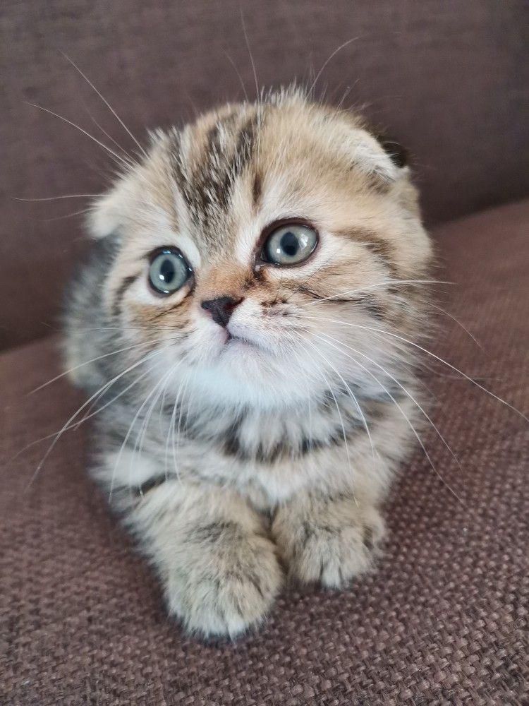 گربه‌ سالم، آرام و مناسب آپارتمان|گربه|کرمان, |دیوار