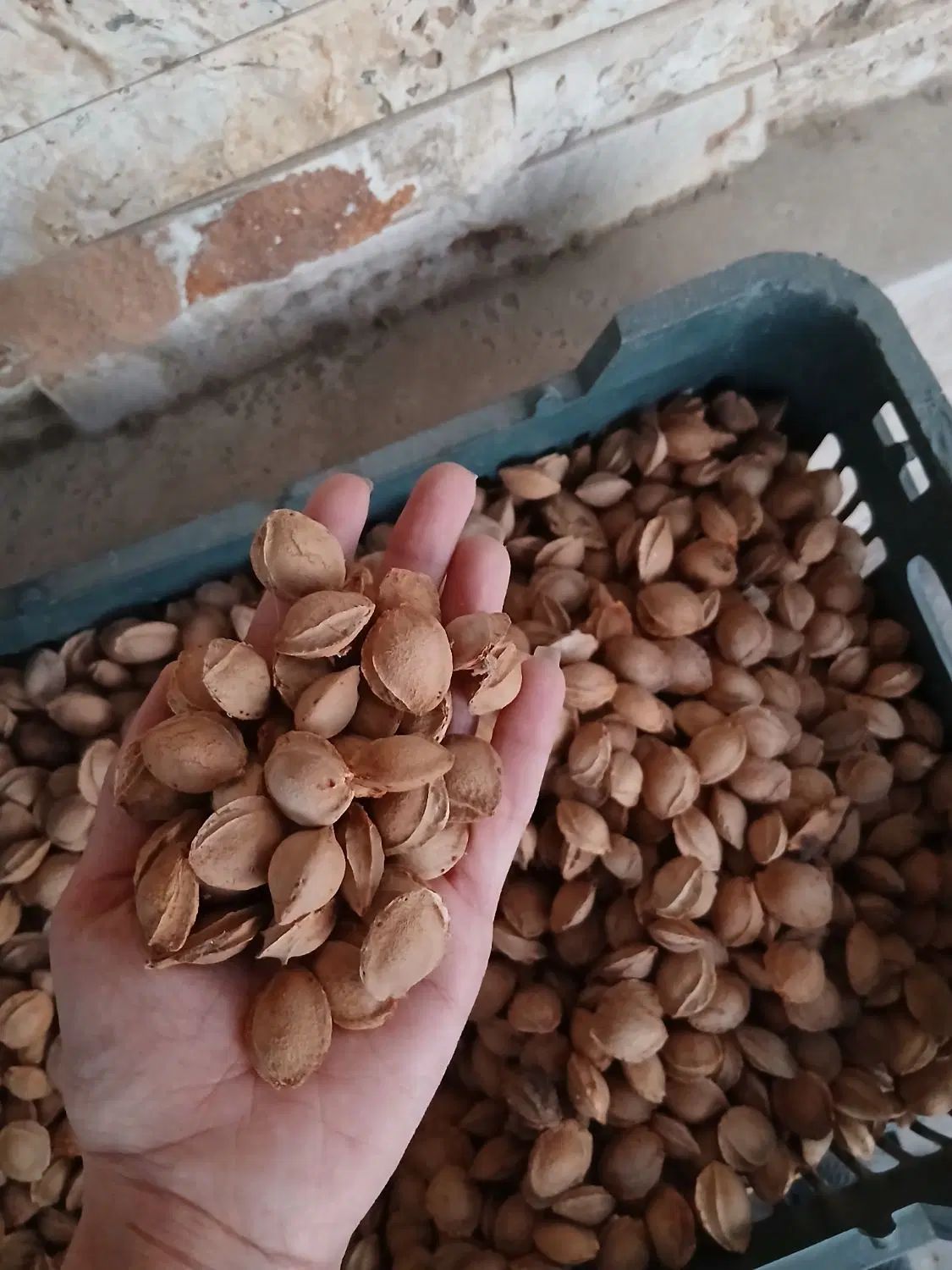 هسته زردآلو تلخ|خوردنی و آشامیدنی|مشهد, هفت تیر (آب و برق)|دیوار