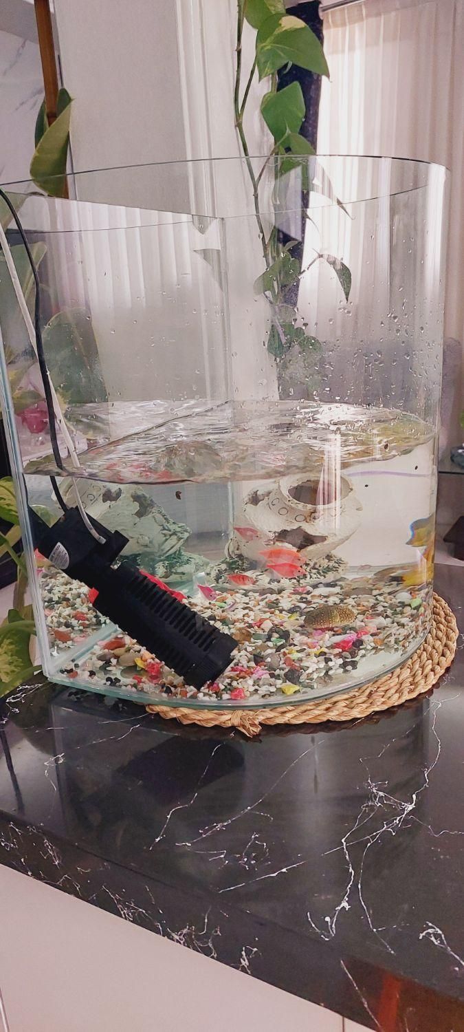 آکواریوم با ماهی های رایگان به توضیحات دقت کنید|ماهی|تهران, کرمان|دیوار