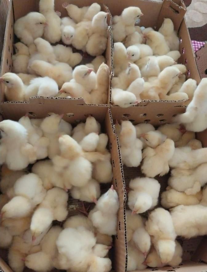جوجه گوشتی، جوجه گوشتی راس 308، مرغ گوشتی|حیوانات مزرعه|اصفهان, باغ فردوس|دیوار