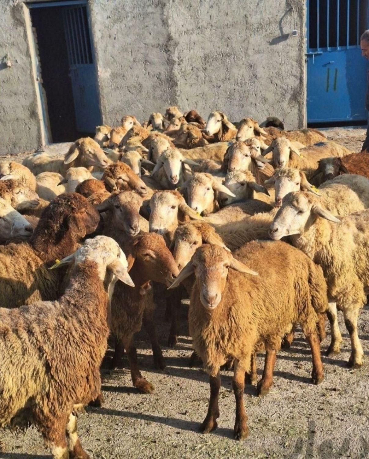 24ساعته شبانه روزی فروش گوسفند در محل پرند|حیوانات مزرعه|پرند, |دیوار