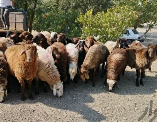 ( عقیقه   نذری)|حیوانات مزرعه|قزوین, |دیوار