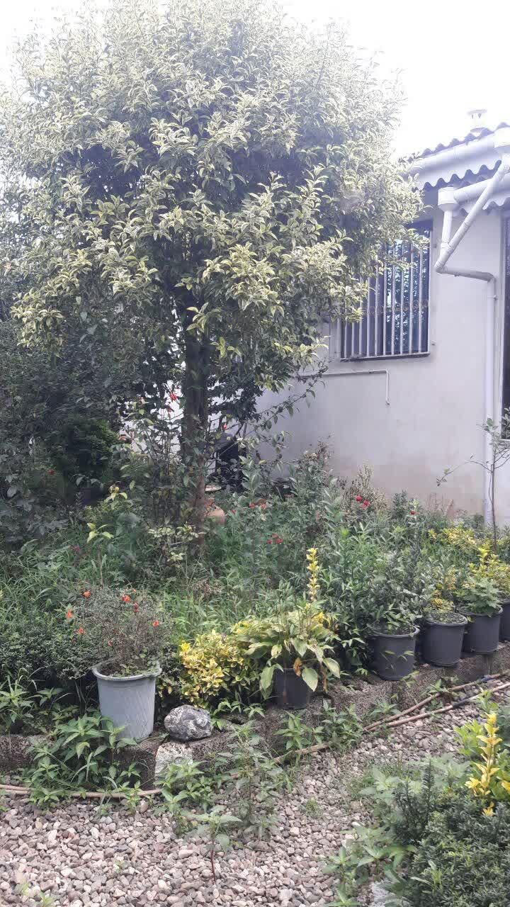فروش خانه ویلایی در محوطه ۵۳۶ متری|فروش خانه و ویلا|کلاچای, |دیوار