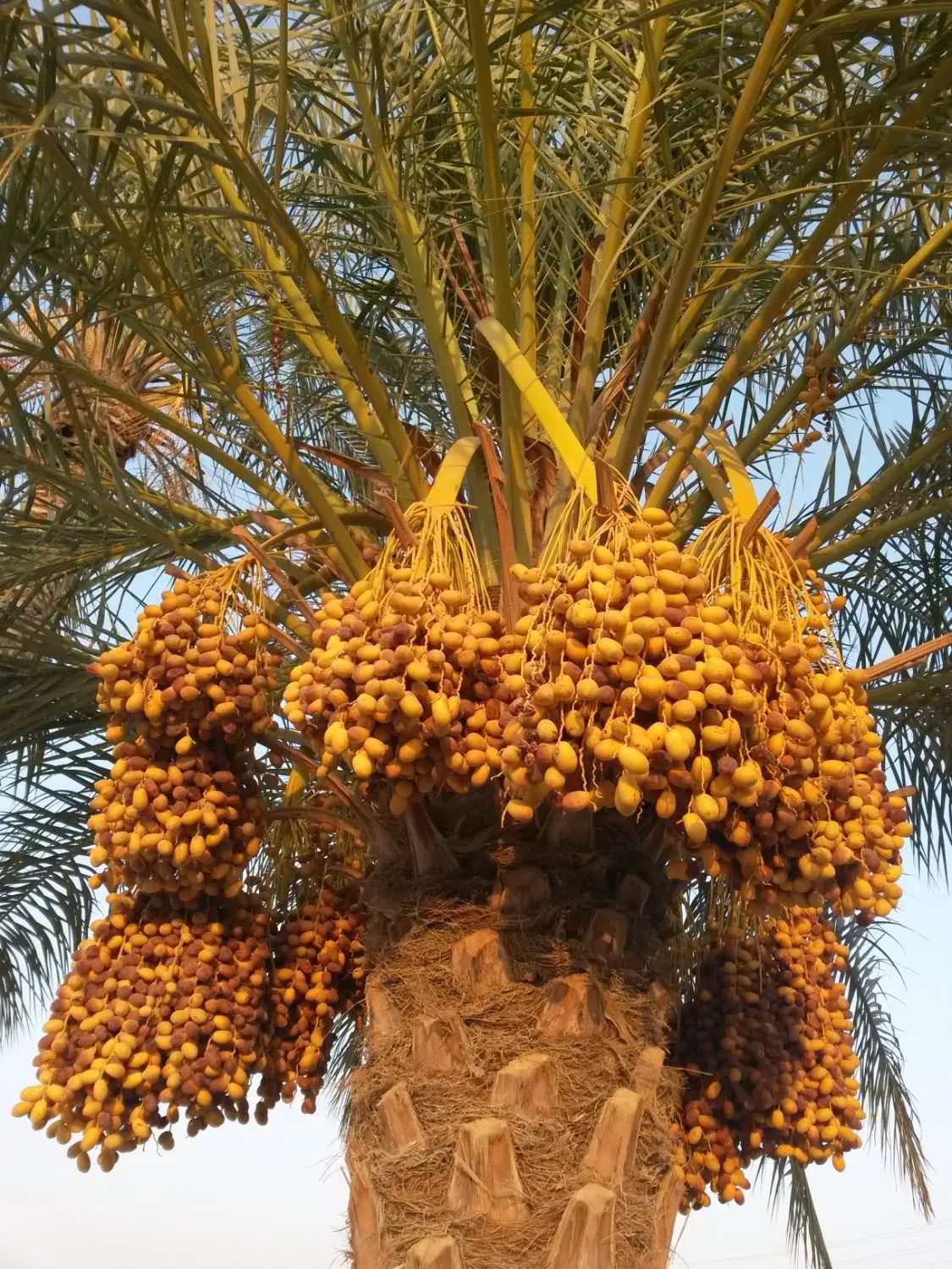 ثمر ۲۵ عدد نخل با قیمت توافقی اجاره داده میشود|خدمات باغبانی و درختکاری|داراب, |دیوار