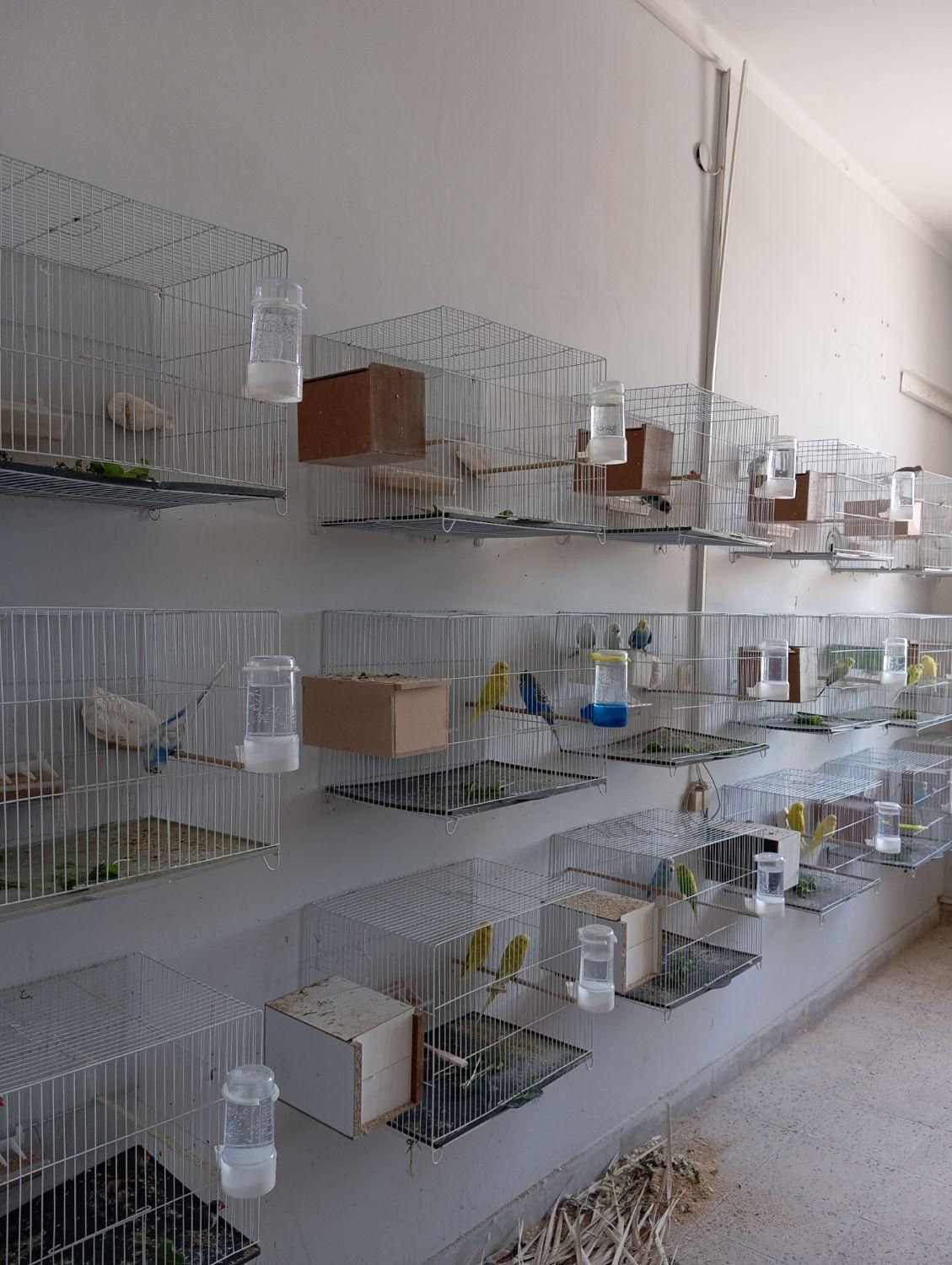 مرغ عشق/فنچ/عروس/کوتوله/الماسی|پرنده|زاهدان, |دیوار