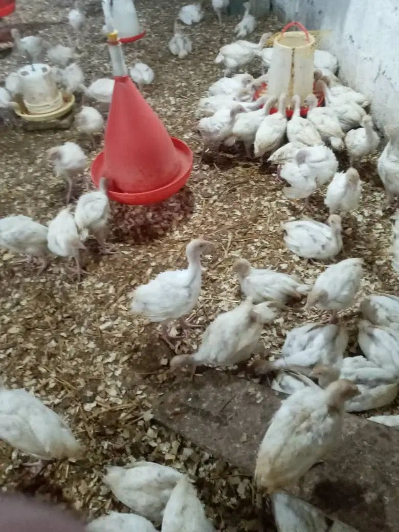نیمچه بوقلمون گوشتی|حیوانات مزرعه|رشت, گیل|دیوار