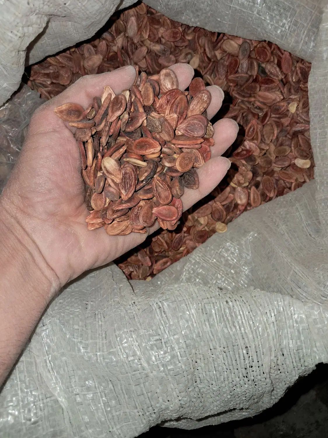 تخم هندوانه ژاپنی تمیز و قرمز|خوردنی و آشامیدنی|مشهد, ادیب نیشابوری (شهرک غرب)|دیوار
