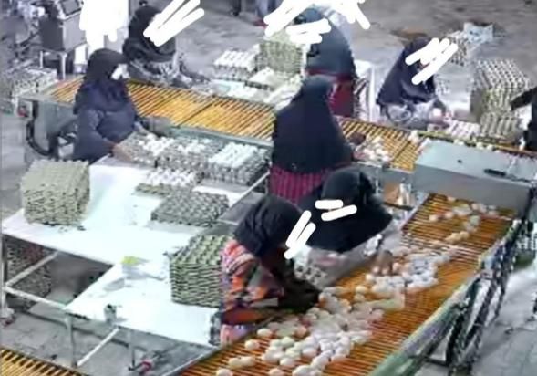 استخدام نیروی خانم در مرغداری تخم گذار|استخدام صنعتی، فنی، مهندسی|بیرجند, |دیوار