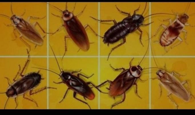 سمپاشی+سم پاش ضمانت کتبی+سوسک ساس موریانه سم قوی|خدمات نظافت|آبادان, |دیوار