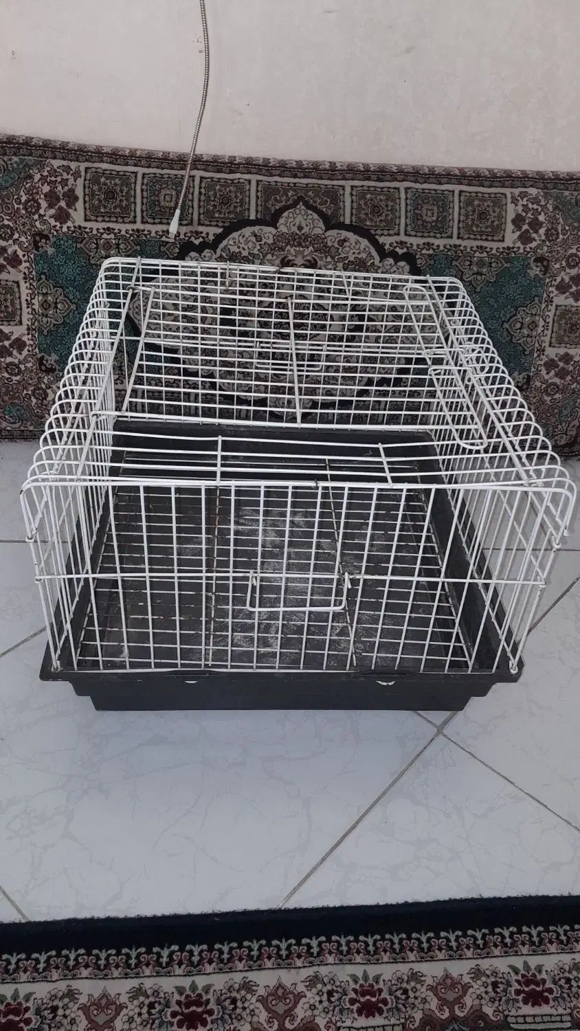 قفس خرگوش|موش و خرگوش|مشهد, عامل|دیوار