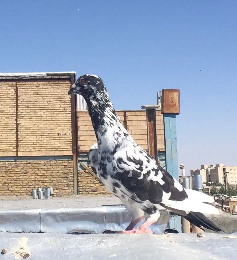 سینه سیاه نر، دم زرد ماده، بزک یا سینه مشهدی|پرنده|مشهد, جنت|دیوار