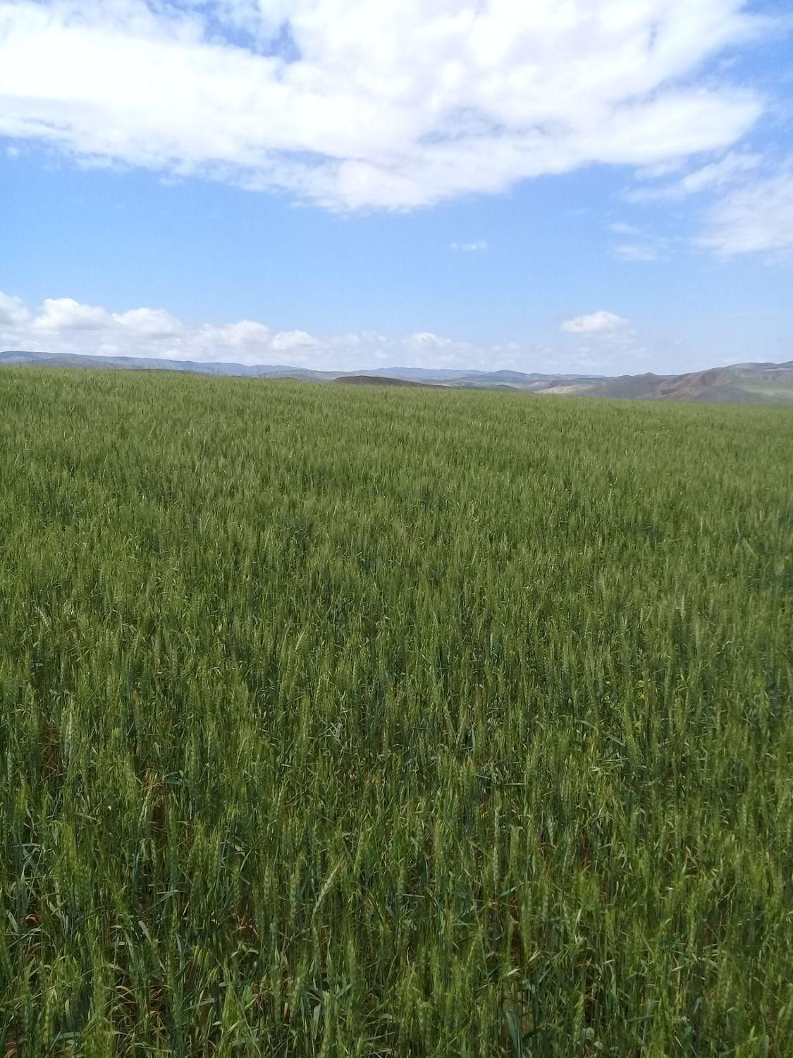 ۱۰ هکتار زمین کشاورزی دیم مرغوب در دشت مغان|فروش دفتر صنعتی، کشاورزی، تجاری|اردبیل, |دیوار