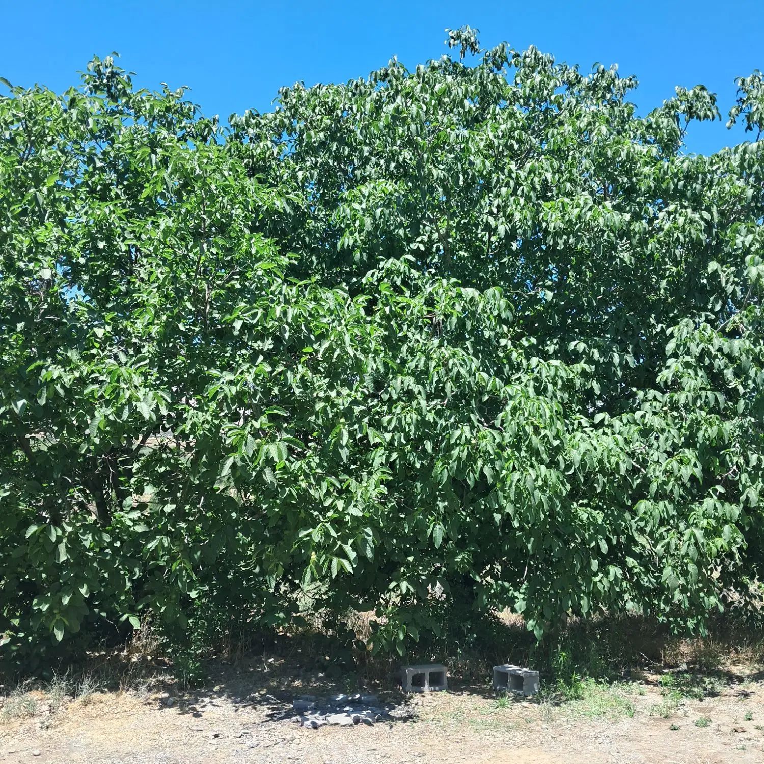 فروش خانه ویلایی روستای دربند ۲۰۰۰ متری ۱ خوابه|فروش خانه و ویلا|ازنا, |دیوار