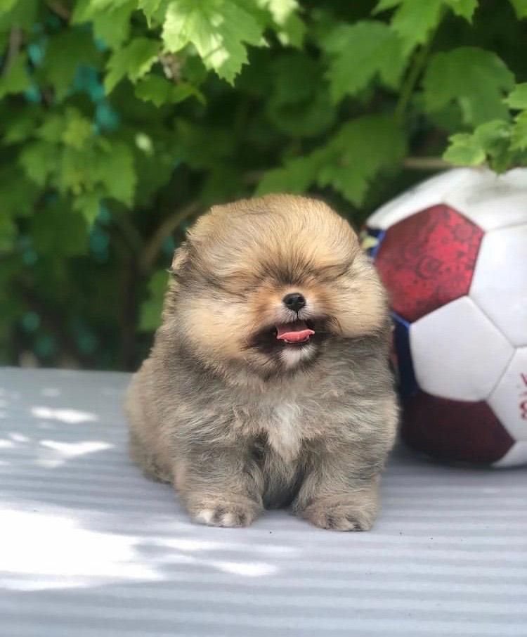 توله مالتیز پودل عروسکی|سگ|شیراز, معالی‌آباد|دیوار