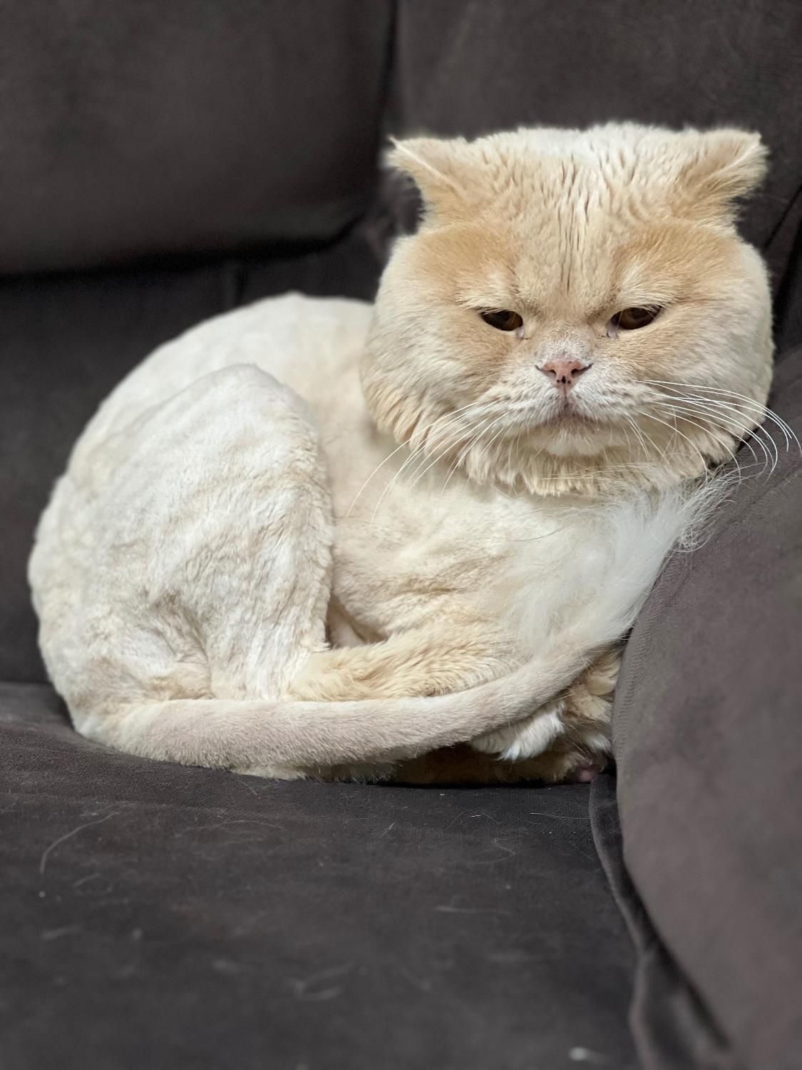 **ده میلیون تومان مژدگانی بی قید و شرط**|گربه|ساوه, |دیوار