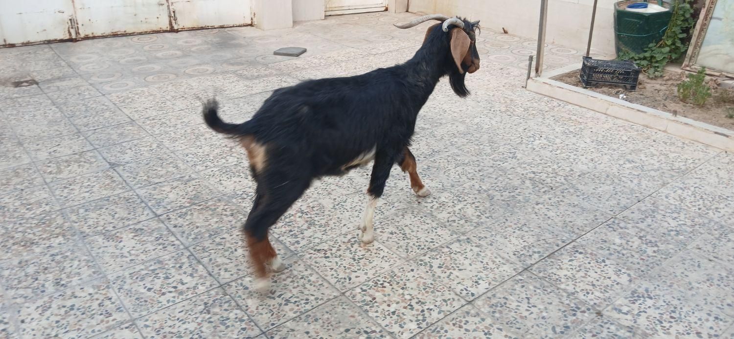 بز فروشی|حیوانات مزرعه|دهلران, |دیوار