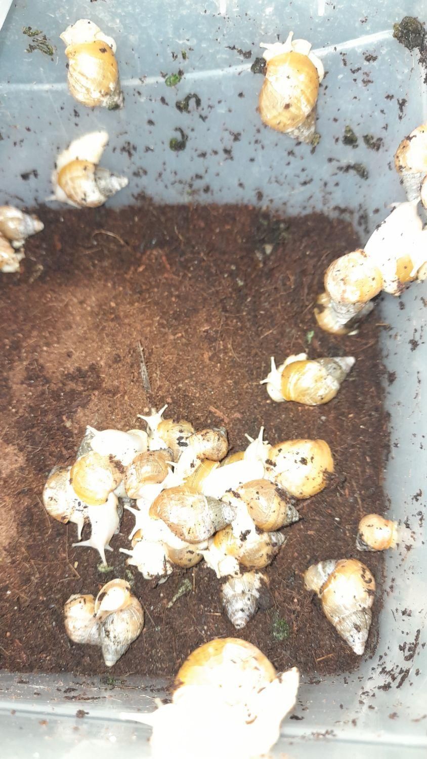 حلزون اتاچینا و خاویار حلزون|خزنده|گلپایگان, |دیوار