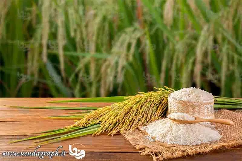 برنج هاشمی علی کاظمی دم سیاه طارم...|خوردنی و آشامیدنی|تهران, فلسطین (میدان انقلاب)|دیوار